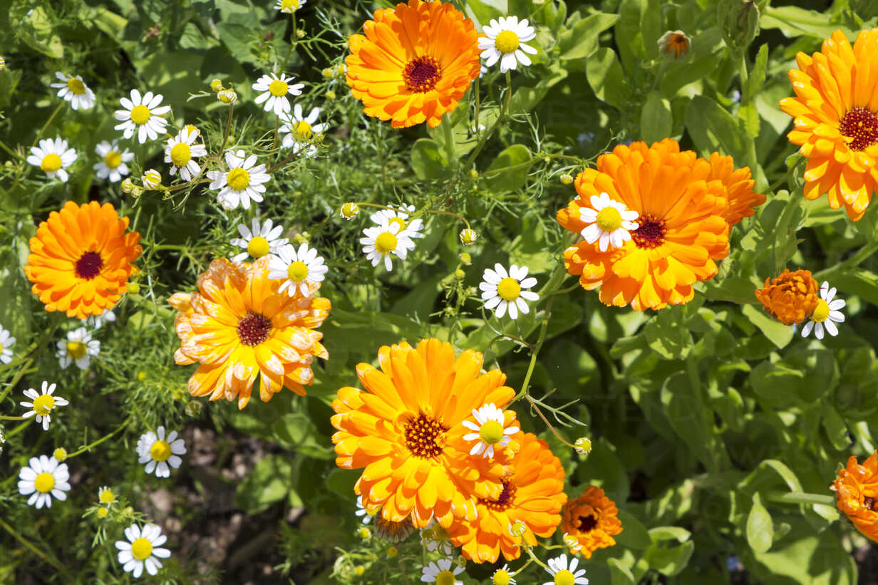 Calendula & Chamomile Artisan Soap.